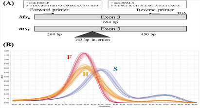 [Jundae Lee] Development of a molecular marker based on the candidate gene CaMYB80 for genic male sterility msk in pepper (Capsicum annuum L.) 게시글 썸네일